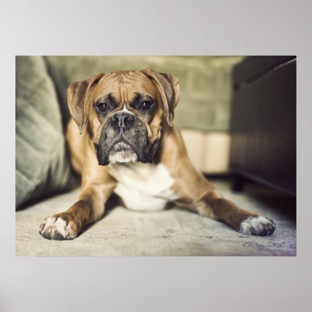Fawn Boxer Pup Poster (Front)