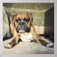 Fawn Boxer Pup