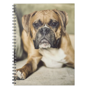 Fawn Boxer Pup Spiral Notebook