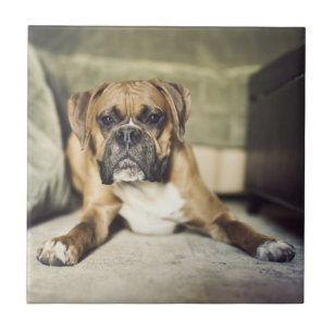 Fawn Boxer Pup Tile