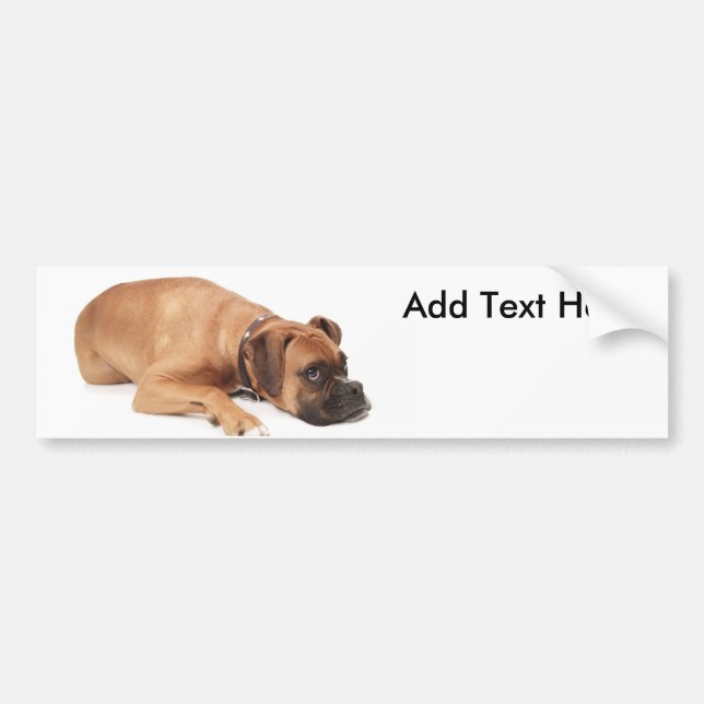 Fawn Boxer Resting Bumper Sticker (Front)