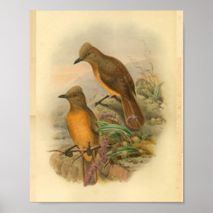 Fawn Breasted Wood Shrike Yellow Bird Print