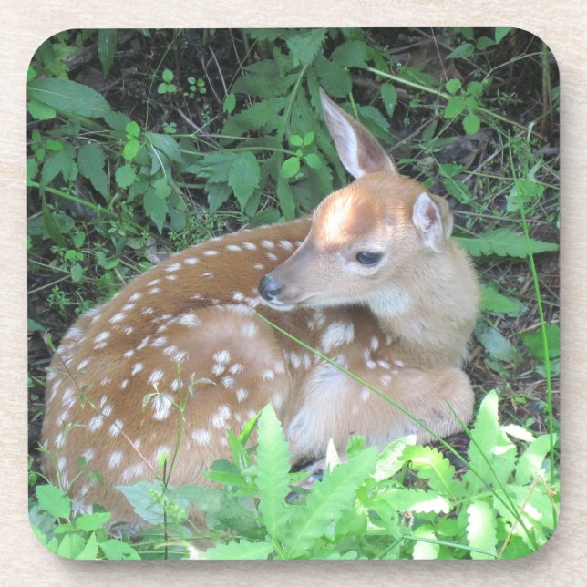 Fawn Coaster (Front)
