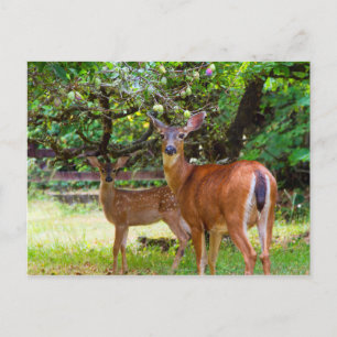 Fawn Deer in Summer Postcard