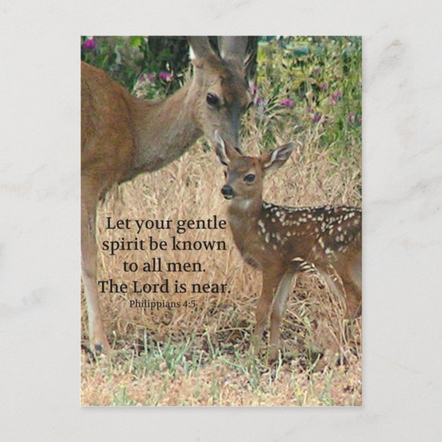 Fawn Deer Nature Wildlife Christian Creationarts Postcard (Front)
