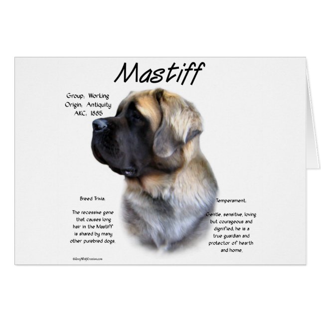 Fawn Fluffy Mastiff History  (Front Horizontal)