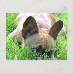 Fawn French Bulldog Postcard