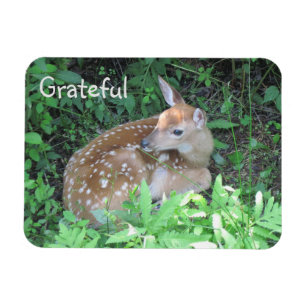 Fawn Gratitude Magnet