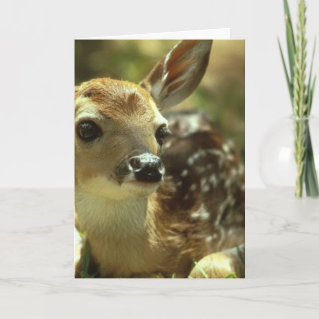 Fawn Greeting Card (Front)