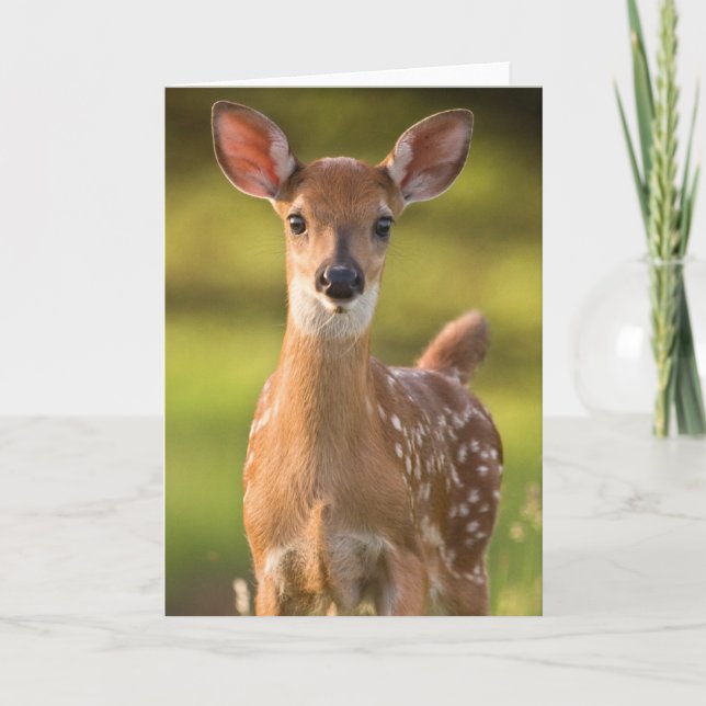 Fawn Greeting Card No. 2 (Front)