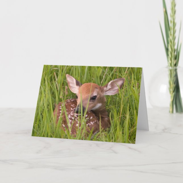 Fawn Greeting Card No. 3 (Front)