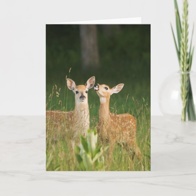 Fawn Greeting Card No. 6 (Front)