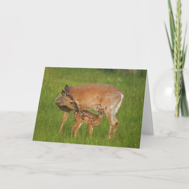 Fawn Greeting Card No. 8 (Front)