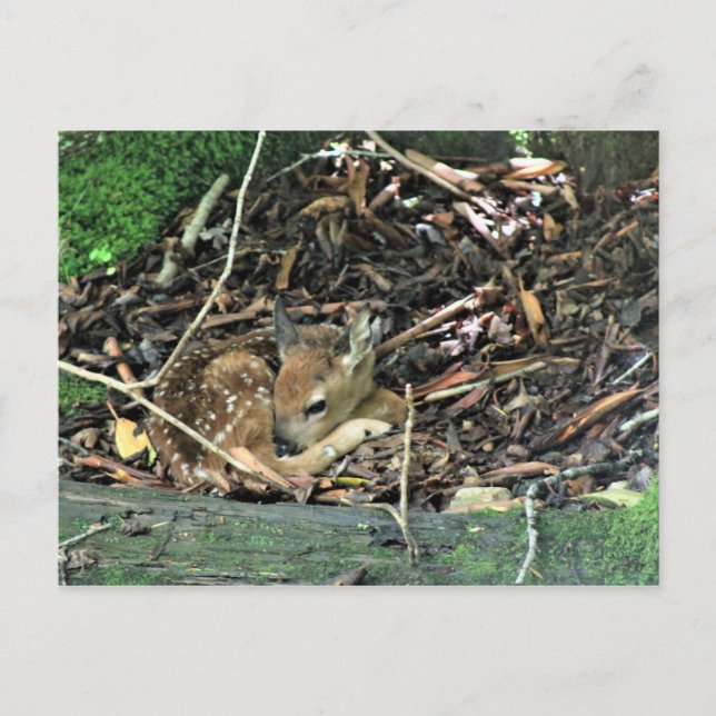 fawn in colour postcard (Front)