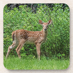 Fawn in front of a fence coaster