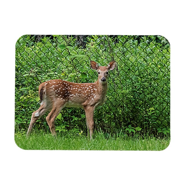 Fawn in front of a fence magnet (Horizontal)
