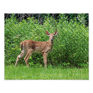 Fawn in front of a fence photo print