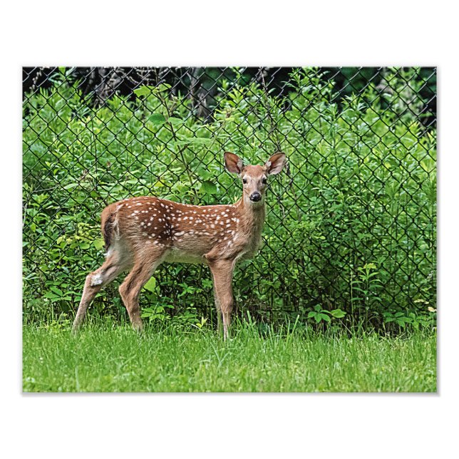 Fawn in front of a fence photo print (Front)