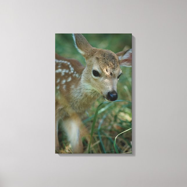 Fawn in Grass Canvas Print (Front)