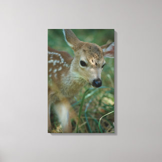 Fawn in Grass Canvas Print