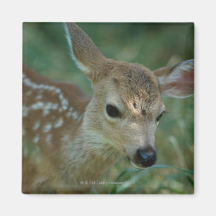 Fawn in Grass Magnet