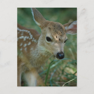 Fawn in Grass Postcard