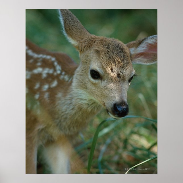 Fawn in Grass Poster (Front)