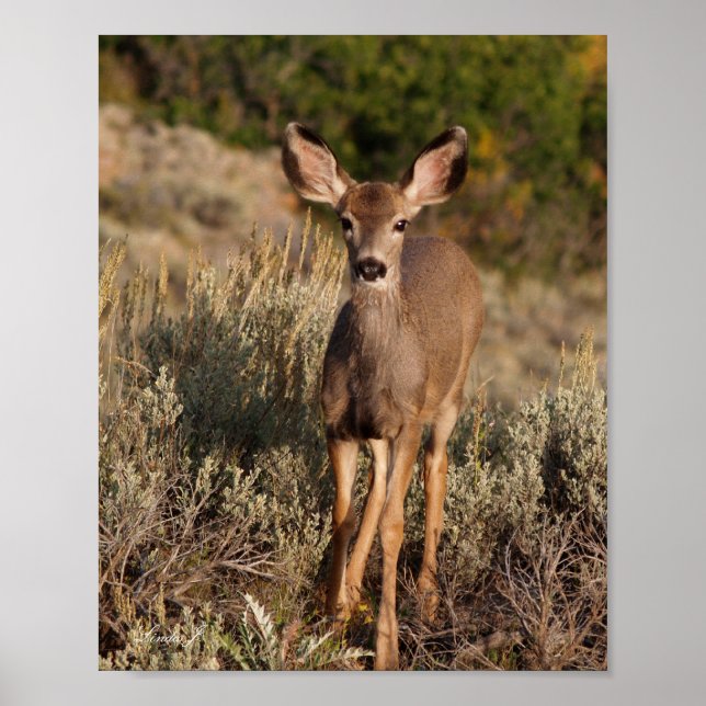 Fawn in the Wild Canvas Print (Front)