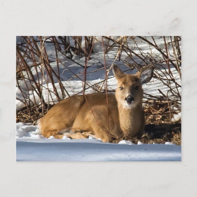 Fawn lying on grass postcard (Front)