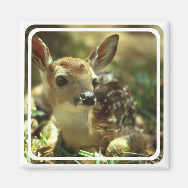 Fawn Magnet (Front)