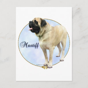 Fawn Mastiff Portrait Postcard