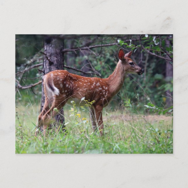Fawn Post Card (Front)