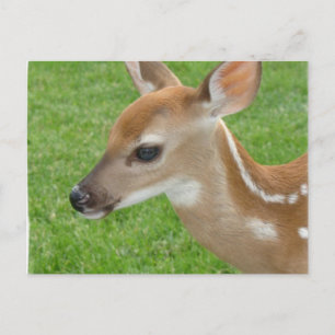 Fawn Postcard