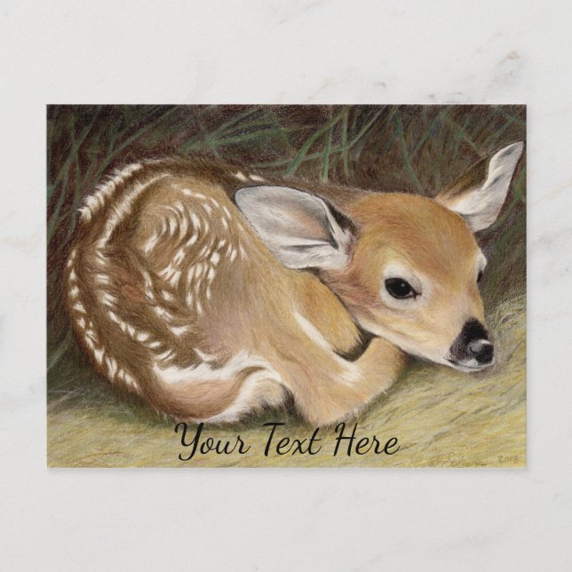 Fawn Postcard (Front)