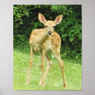 Fawn Poster