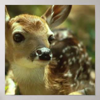 Fawn Poster