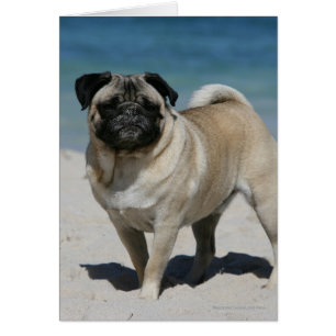 Fawn Pug at the Beach