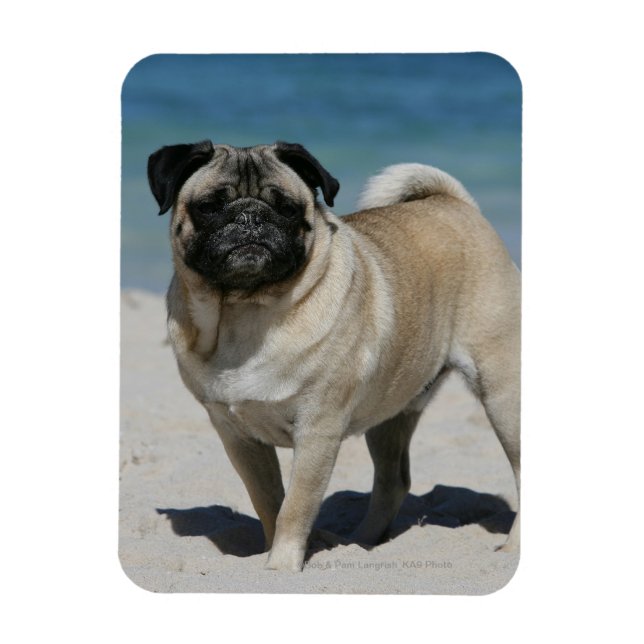 Fawn Pug at the Beach Magnet (Vertical)