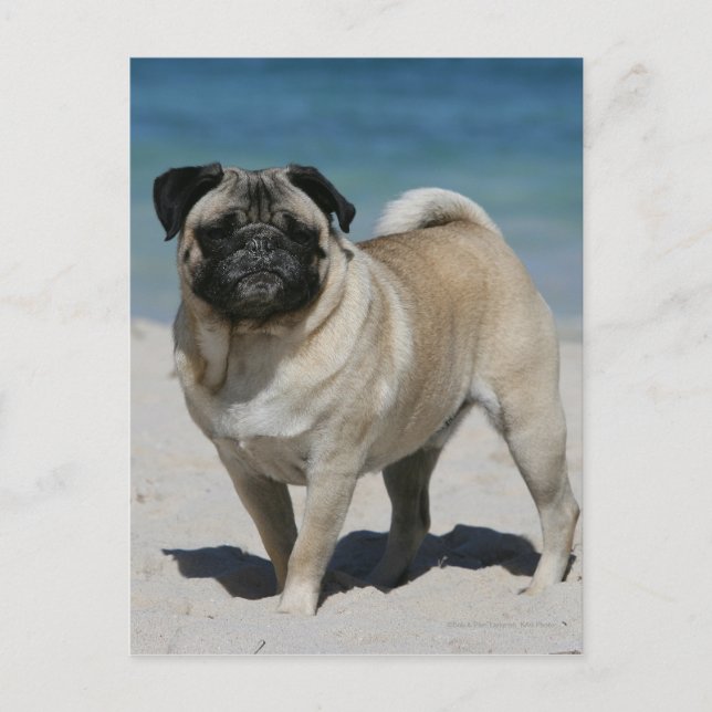 Fawn Pug at the Beach Postcard (Front)
