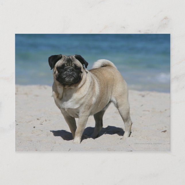 Fawn Pug at the Beach Postcard (Front)