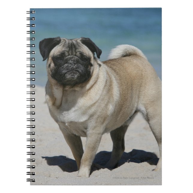 Fawn Pug at the Beach Spiral Notebook (Front)