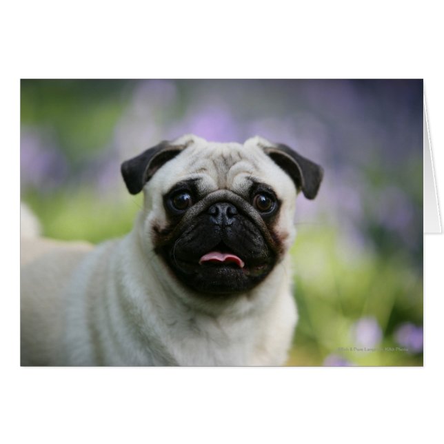 Fawn Pug on Alert (Front Horizontal)