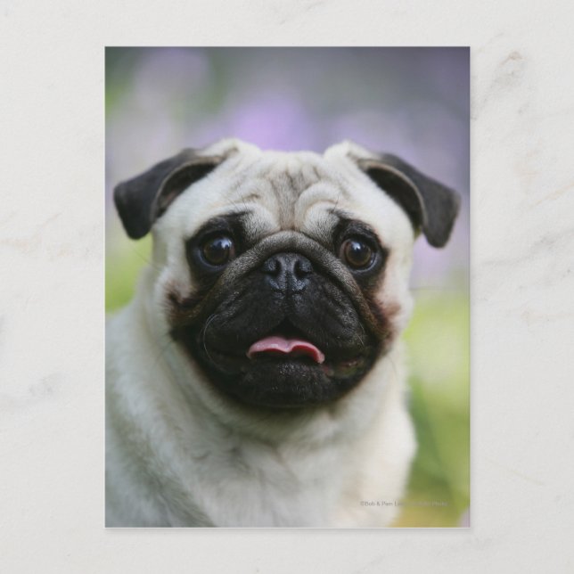 Fawn Pug on Alert Postcard (Front)