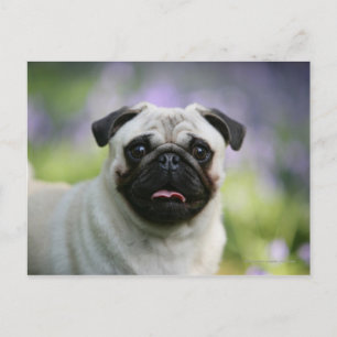 Fawn Pug on Alert Postcard