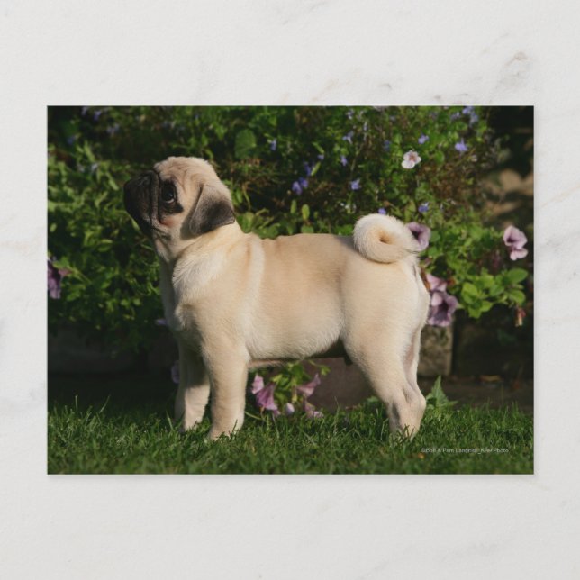 Fawn Pug Profile Postcard (Front)