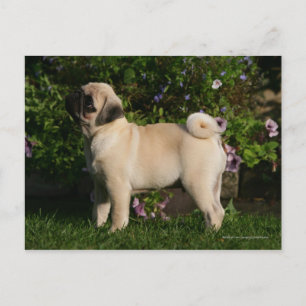 Fawn Pug Profile Postcard