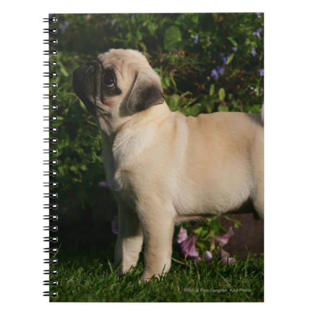 Fawn Pug Profile Spiral Notebook (Front)