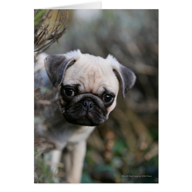 Fawn Pug Puppy Headshot (Front)
