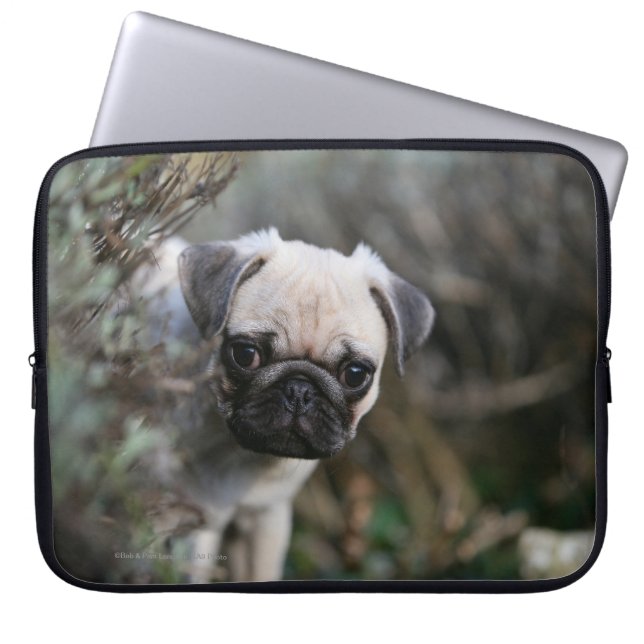 Fawn Pug Puppy Headshot Laptop Sleeve (Front)