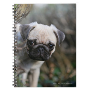 Fawn Pug Puppy Headshot Notebook